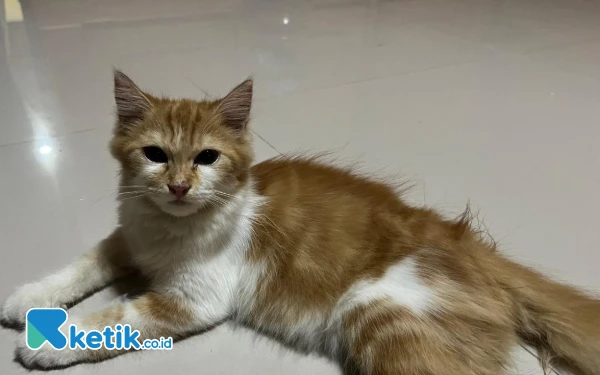 Thumbnail Berita - Fakta Unik Kucing, Dianggap Hewan Suci di Zaman Mesir Kuno