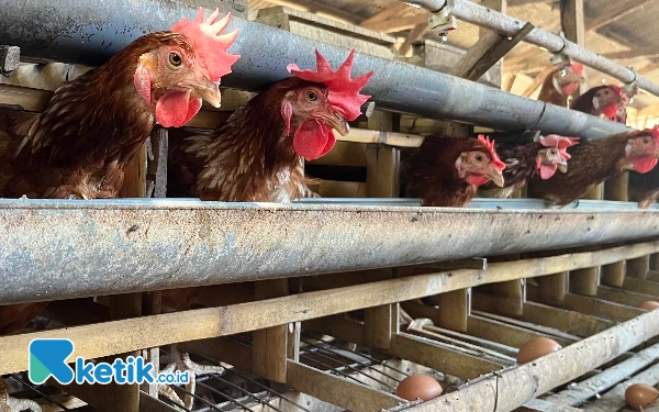 Thumbnail Harga Telur di Kota Malang Anjlok, Peternak Jual Rp22.000 Per Kg