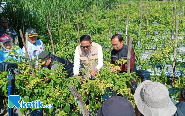 Wali Kota Malang Turun ke Sawah, Ikut Panen Cabai Bersama Petani Wonokoyo