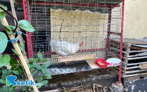Thumbnail Berita - Warga Kota Malang Beberkan Cara Ternak Ayam di Pekarangan Sempit, Ecoenzyme Jadi Solusi