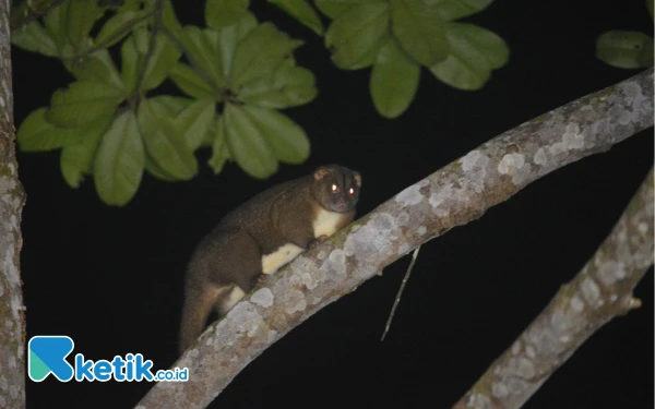 Thumbnail Kuskus Obi yang terpantau di Saat Pemantauan Flora dan Fauna di sekitar Kawasan Industri Obi. (Foto: Humas Harita Nickel For Ketik.co.id) Kamis 18 April 2025.