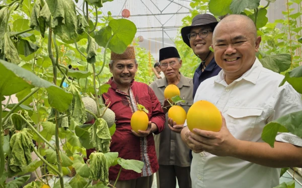 Thumbnail Berita - Pertanian Organik di Tengah Kota, Mahasiswa UPN Teliti Melon di Green House Masjid Al Akbar