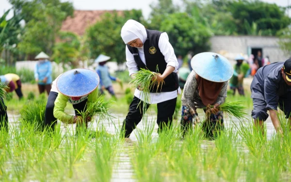 Thumbnail Berita - Khofifah: Luas Tanam Padi di Jatim Cukup Besar, Sumbang 25 Persen Skala Nasional
