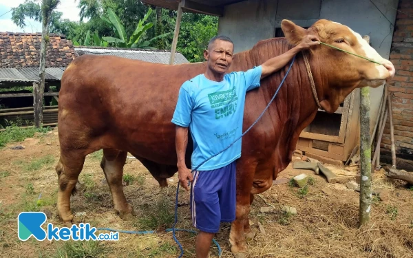 Thumbnail Berita - Sapi 0,9 Ton Milik Warga Pacitan Dibeli Presiden RI untuk Kurban Iduladha
