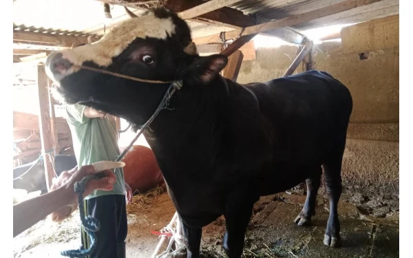 Thumbnail Berita - Wali Kota Malang Pastikan Penyerahan Sapi Presiden Tanpa Arak-arakan, Fokus Keamanan Iduladha