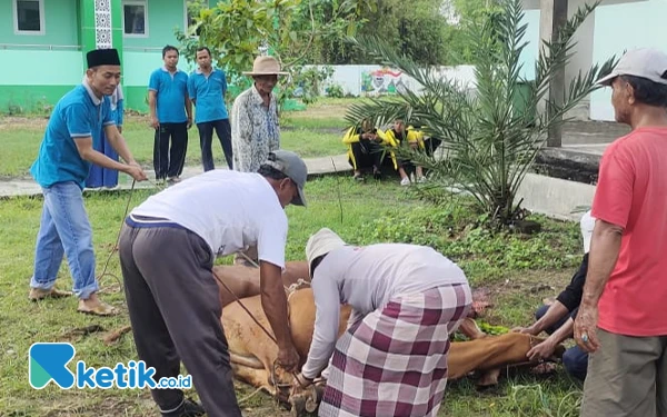 Thumbnail MTsN 1 Sampang Gelar Penyembelihan Hewan Kurban, Daging Dibagikan untuk Warga dan Anak Yatim