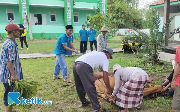 Thumbnail Kepala MTsN 1 Sampang Matrapi saat membantu tukang jagal dalam menyembelih Sapi, Senin, 9 Juni 2025 di Halaman Sekolah MTsN 1 Sampang (Foto: Mat Jusi/Ketik.co.id).
