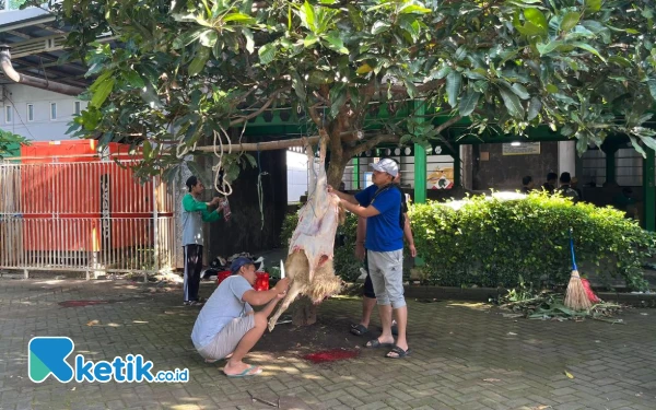 Thumbnail Ratusan Hewan Kurban di Kota Malang Terjangkit Cacing Hati dan Radang Paru