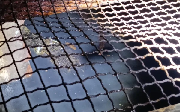 Thumbnail Berita - Penangkaran Reptil Belum Siap, Buaya Muara 2 Meter Gagal Evakuasi