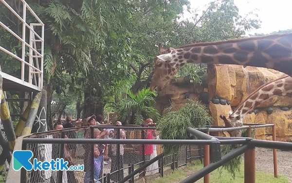 Thumbnail Kebun Binatang Surabaya Catat Peningkatan Jumlah Wisatawan Selama Libur Iduladha