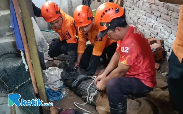 Sempat Berontak, Buaya Muara Berhasil Dievakuasi Petugas BPBD Kota Surabaya