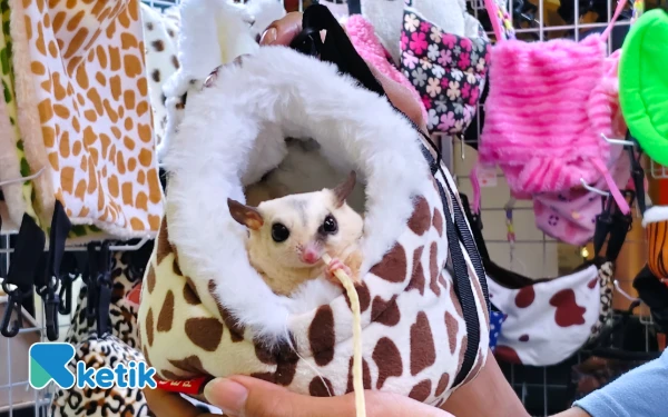 Thumbnail Berita - Tips Merawat Sugar Glider, Makanan Hingga Kandang Wajib Bersih
