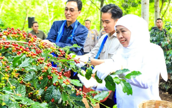 Thumbnail Berita - Khofifah Dampingi Wapres Gibran Panen Raya Kopi di Bondowoso