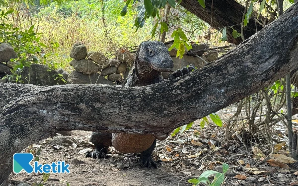 Thumbnail Komodo saat berdiri di pohon