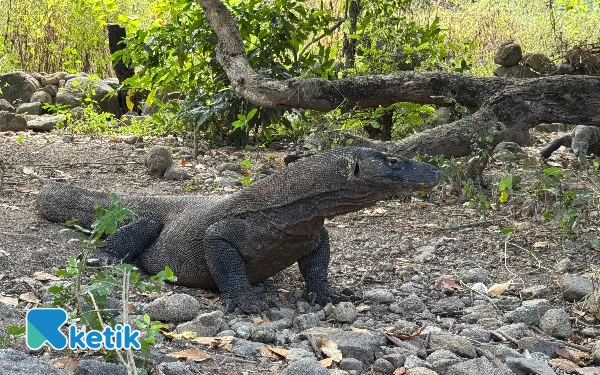 Thumbnail Komodo besar dan kecil