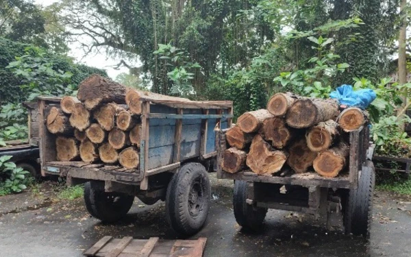 Thumbnail Berita - Perhutani Gagalkan Aksi Illegal Logging di Wilayah Hutan Kalipait Banyuwangi Selatan
