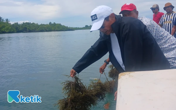 Thumbnail Berita - [FOTO] Wabup Halsel Helmi Umar Muchsin Tinjau Lokasi Budi Daya Rumput Laut di Desa Laluin