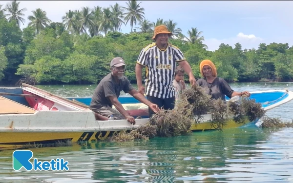 Thumbnail Kepala Desa Laluin Viki Slamat dan warga Desa Nelayan rumput laut melakukan aktivitas perawatan rumput laut Sabtu, 12 Juli 2025 (Foto: Mursal/Ketik.com)
