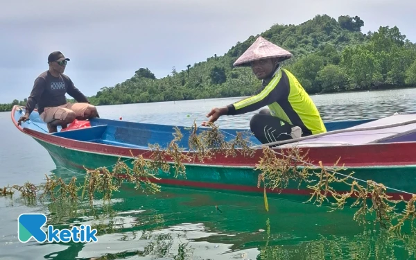 Thumbnail Aktifitas perawatan rumput laut yang baru berumur 7 hari Sabtu, 12 Juli 2025 (Foto: Mursal/Ketik.com)
