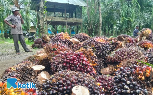 Thumbnail Berita - Wow! Dalam Sehari, Upah Pemanen Sawit di Abdya Tembuh Rp1,8 Juta