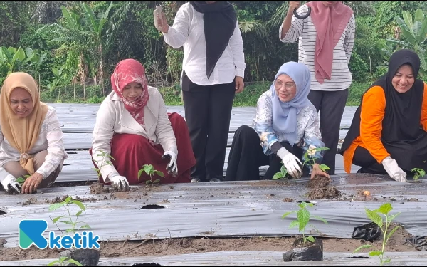 Thumbnail Ketua PKK Halmahera Selatan Rifa’at Al-Sa’adah Bassam, Ketua Gabungan Organisasi Wanita (GOW) Halmahera Selatan Mardiana Helmi, Ketua DWP Farah Safiun, serta Wakil Ketua II DPRD Faradila Mahmud serentak bersamaan menanam bibit cabai di lahan yang telah disediakan di halaman kediaman Wakil Bupati Halmahera Selatan Rabu, 6 Agustus 2025 (Foto: Mursal/Ketik)