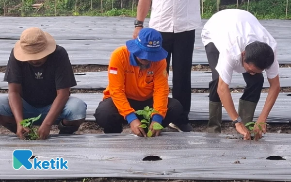 Thumbnail Wakil Bupati Helmi Umar Muchsin, Kepala Dinas Pertanian Agus Heriawan dan Ketua Tim Gerakan Tanam Cabai Serentak Suraham bersamaan menanam cabai (Foto: Mursal/Ketik)