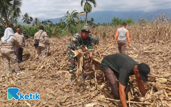 Thumbnail Berita - Satgas TMMD Kodim 0108/Agara Bersihkan Lahan Jagung Warga Desa Rikit Bur