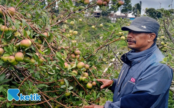 Thumbnail Berita - ‎Anggaran Revitalisasi Apel di Kota Batu Turun Drastis   ‎
