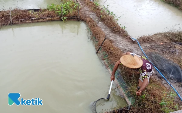 Thumbnail Berita - Tak Sengaja, Warga Desa Buton Ini Jadi Pembudidaya Ikan Koi dan Nila
