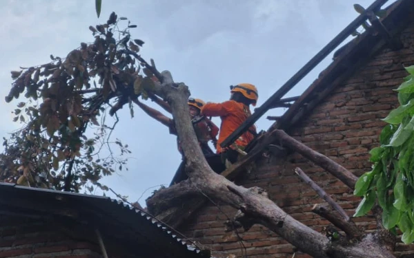 Thumbnail Berita - Cuaca Ekstrem Landa Bondowoso, Pohon Tumbang Timpa Rumah Warga