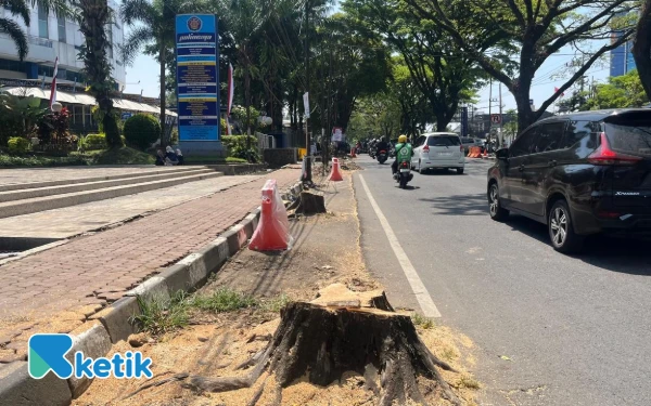 Thumbnail Berita - DLH Kota Malang Pastikan Ada Penghijauan Kembali Setelah Penebangan Pohon di Jalan Soekarno-Hatta