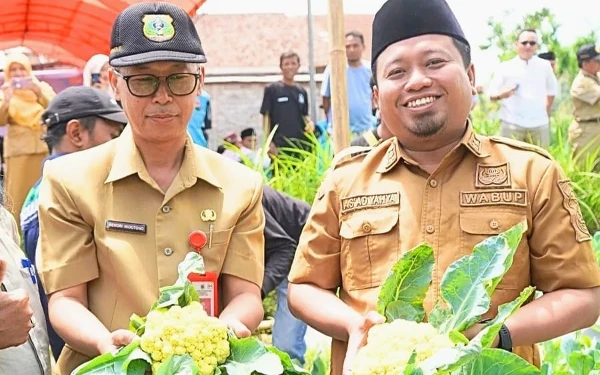 Thumbnail Berita - Wakil Bupati Bondowoso Panen Perdana Hasil Inovasi Hortikultura Brokoli Varietas Kaila
