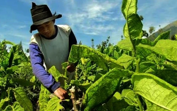 Thumbnail Berita - Dinas PMPTSP dan Naker Bondowoso Manfaatkan DBHCHT 2025 Tingkatkan Kompetensi Pekerja Tembakau