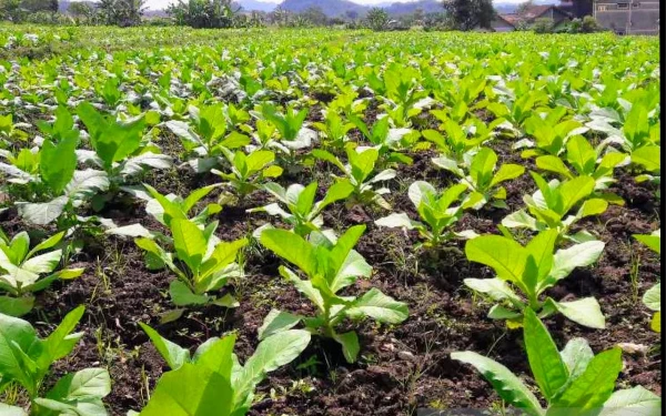 Thumbnail Berita - Anggaran DBHCHT di Dinas Pertanian Bondowoso Difokuskan untuk Kebutuhan Terintegrasi Petani