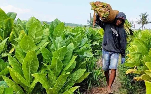 Thumbnail Berita - Pemkab Bondowoso Kelola DBHCHT Rp81,2 Miliar, 41,88 Persen untuk Kesehatan