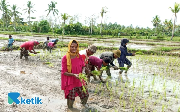 Thumbnail Berita - Dosen Faperta Universitas Muhamadiyah Sorong Dampingi Pemuda asli Papua Tanam Padi