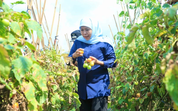 Thumbnail Berita - Khofifah Selamatkan Petani Tomat Jatim! Perintahkan Pemda Wajib Serap