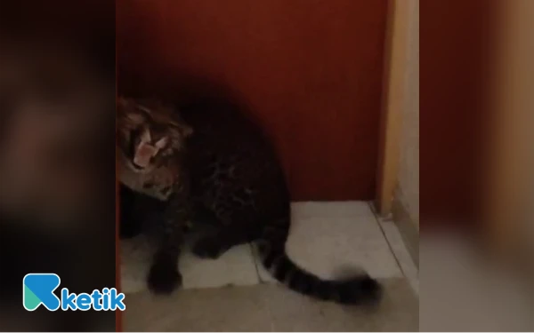 Thumbnail Berita - Macan Tutul Liar Kabur Lalu 'Cek In' di Hotel Kota Bandung