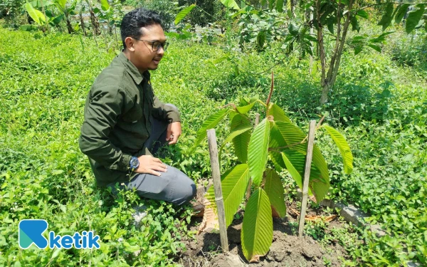 Thumbnail Berita - Mengenal Pohon Puger, Tanaman Endemik Langka yang Dikonservasi di Hutan UB