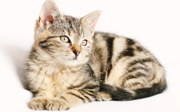 Thumbnail Berita - Jangan Cuma Disayang, Kucing Juga Perlu Perawatan yang Tepat!