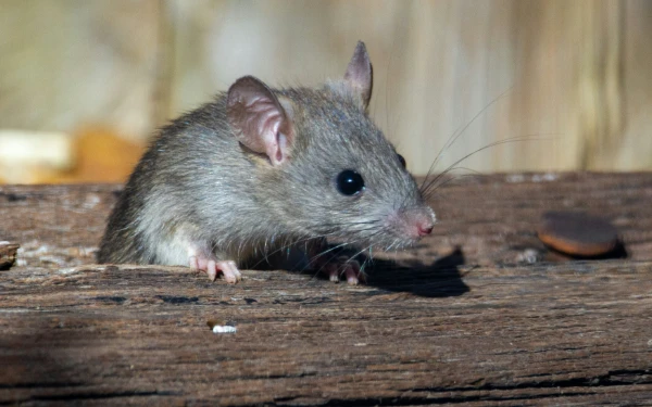 Thumbnail Berita - Gak Perlu Racun, Ini Dia Cara Ampuh Usir Tikus Secara Alami!