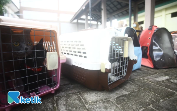 Thumbnail Rabies adalah penyakit virus yang menyerang sistem saraf pusat dan dapat berakibat fatal. Penyakit ini umumnya menular melalui air liur atau gigitan hewan yang terinfeksi seperti anjing, kucing, dan monyet. Tampak kucing peliharaan yang akan mendapat vaksin rabies Defensor di kantor Balai Karantina Hewan Ikan & Tumbuhan Indonesia (BKHTI) Jalan. Kolonel H. Burlian KM. 6 Palembang, Sumatera Selatan. Sebanyak 30 hewan mendapatkan vaksin rabies gratis dalam rangka peringatan Hari Karantina Ke-148 tahun. (Foto;Wahyu Rahmanto/ketik.com)