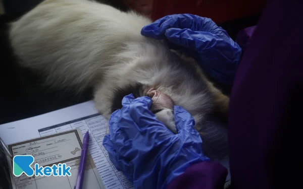 Thumbnail Petugas mengecek kesehatan hewan peliharaan peserta sebelum mendapatkan suntik vaksin rabies Defensor sebanyak 1mm di kantor Balai Karantina Hewan Ikan & Tumbuhan Indonesia (BKHTI) Jalan. Kolonel H. Burlian KM. 6 Palembang, Sumatera Selatan. Sebanyak 30 hewan mendapatkan vaksin rabies gratis dalam rangka peringatan Hari Karantina Ke-148 tahun. (Foto;Wahyu Rahmanto/ketik.com)