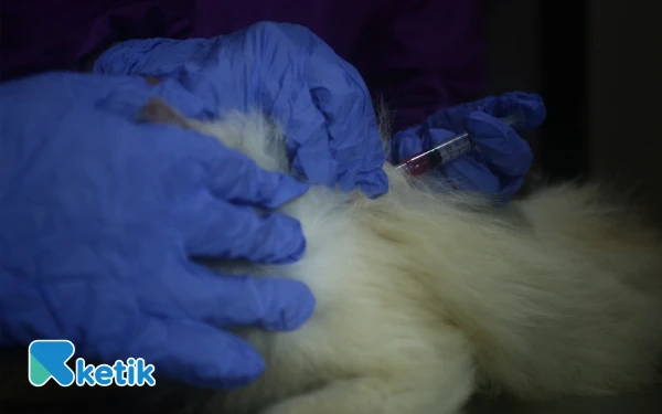 Thumbnail Petugas menyuntikkan vaksin rabies defensor ke hewan kucing peliharaan dalam ranggak peringatan Hari Karantina Ke-148 tahun di kantor Balai Karantina Hewan Ikan & Tumbuhan Indonesia (BKHTI) Jalan. Kolonel H. Burlian KM. 6 Palembang, Sumatera Selatan. Sebanyak 30 hewan mendapatkan vaksin rabies gratis. (Foto;Wahyu Rahmanto/ketik.com)