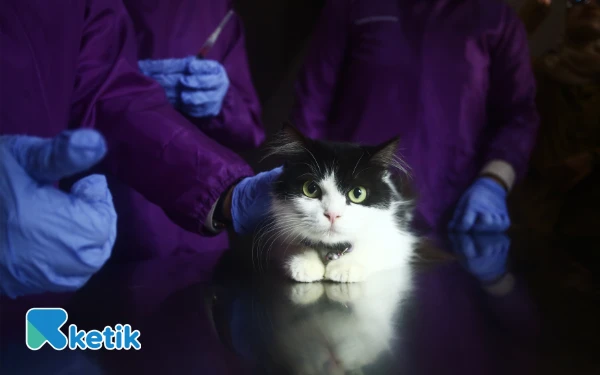 Thumbnail Petugas menyuntikkan vaksin rabies defensor ke hewan kucing peliharaan dalam ranggak peringatan Hari Karantina Ke-148 tahun di kantor Balai Karantina Hewan Ikan & Tumbuhan Indonesia (BKHTI) Jalan. Kolonel H. Burlian KM. 6 Palembang, Sumatera Selatan. Sebanyak 30 hewan mendapatkan vaksin rabies gratis. (Foto;Wahyu Rahmanto/ketik.com)