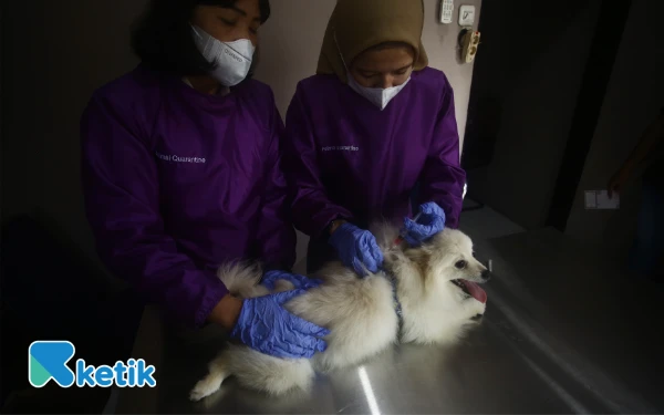 Thumbnail Petugas menyuntikkan vaksin rabies defensor ke hewan anjing peliharaan dalam ranggak peringatan Hari Karantina Ke-148 tahun di kantor Balai Karantina Hewan Ikan & Tumbuhan Indonesia (BKHTI) Jalan. Kolonel H. Burlian KM. 6 Palembang, Sumatera Selatan. Sebanyak 30 hewan mendapatkan vaksin rabies gratis. (Foto;Wahyu Rahmanto/ketik.com)