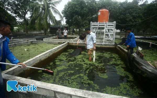 Thumbnail Kolam penelitian ikan belida yang berada di Pusat Riset dan Konservasi Ikan Belida di Kampus C Universitas PGRI Palembang Jalan. Sakti Wiratama RT 8 RW 2 Kelurahan Srimulya, Kecamatan. Sematang Borang, Palembang, Sumatera Selatan, Sabtu 18 Oktober 2025. Pusat Riset dan Konservasi Belida itu dikelola oleh Badan Riset dan Inovasi Nasional (BRIN) dan Universitas PGRI dengan dukungan Kilang Pertamina Internasional Refinery Unit III Plaju. (Foto:Wahyu Rahmanto/ketik.com)