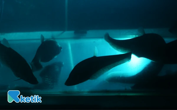 Thumbnail Ikan Belida Jawa (Notopterus notopterus) yang lebih akrab disebut Putak yang berada dalam akuarium Pusat Riset dan Konservasi Ikan Belida di Kampus C Universitas PGRI Palembang Jalan. Sakti Wiratama RT 8 RW 2 Kelurahan Srimulya, Kecamatan. Sematang Borang, Palembang, Sumatera Selatan, Sabtu 18 Oktober 2025. Ikan putak masih banyak ditemui di perairan Sumatera, Kalimantan, Jawa Barat, Jawa Tengah, dan Jawa Timur. (Foto:Wahyu Rahmanto/ketik.com)