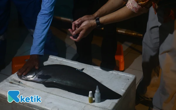 Thumbnail Petugas melakukan perawatan penyuntikan hormon terhadap ikan belida di Pusat Riset dan Konservasi Ikan Belida di Kampus C Universitas PGRI Palembang Jalan. Sakti Wiratama RT 8 RW 2 Kelurahan Srimulya, Kecamatan. Sematang Borang, Palembang, Sumatera Selatan, Sabtu 18 Oktober 2025. Penyuntikan hormon ini untuk menstimulus dalam bertelur sebelum dilakukan pemijahan. (Foto:Wahyu Rahmanto/ketik.com)