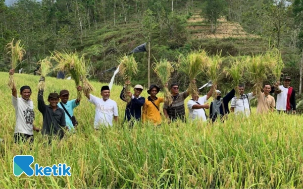 Thumbnail Berita - Berawal dari Coba-Coba, Petani Punung Pacitan Sukses Panen Padi Organik